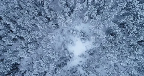 Snow covered winter forest pine trees landscape Stock Footage 156406237