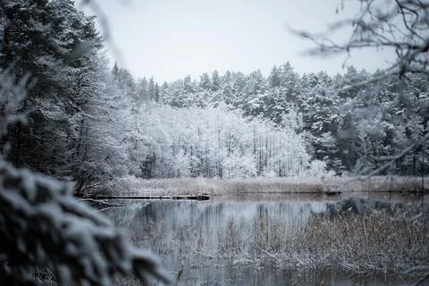 Snow-Covered Winter Forest Reflected in a Still Lake Stock Photos