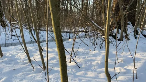 Snow covered winter forest with thin trees in the evening sun Video stock 331437714