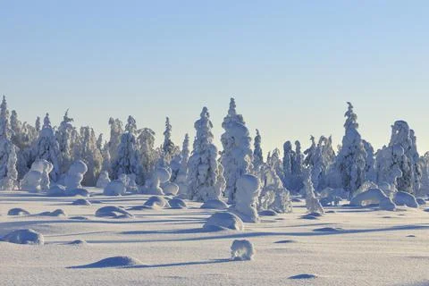 Snow covered winter landscape Haataja Kuusamo Nordoesterbotten Pohjois Stock Photos