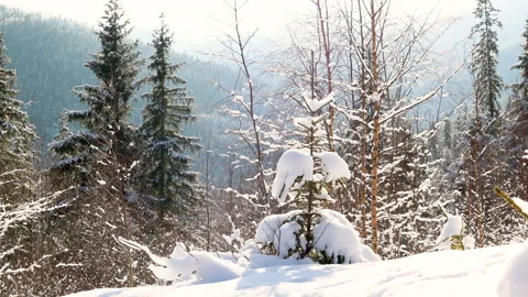 Snow covered winter mountains, trees covered with snow, mountain landscape in wi Stock Footage 254278310