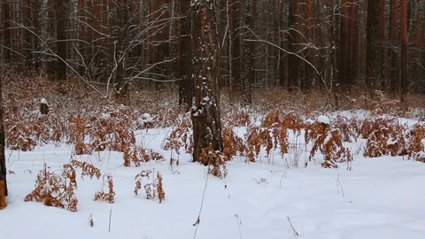 Snow-covered winter pine forest 库存影片 85213944