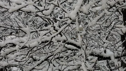 Snow-covered winter road is hidden behind the snow-covered branches of trees Stock Footage 147448498
