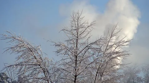 A snow-covered winter tree against the backdrop of white smoke from a Vídeo Stock 328704523