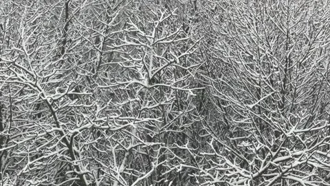 Snow-covered winter tree branches creating intricate natural background Stock Footage 321695333