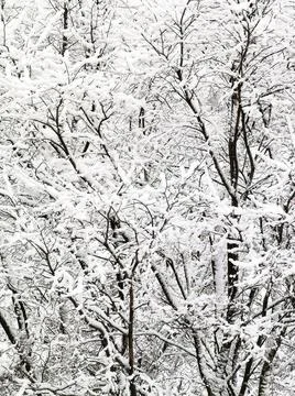 Snow Covered winter Trees Background Stock Photos
