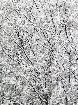Snow Covered winter Trees Background Stock Photos