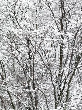 Snow Covered winter Trees Background Stock Photos