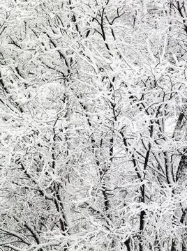 Snow Covered winter Trees Background 4 Stock Photos