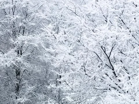 Snow Covered winter Trees Background 5 Stock Photos