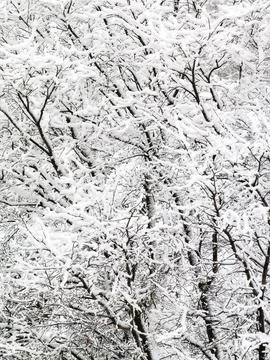 Snow Covered winter Trees Background Stock Photos