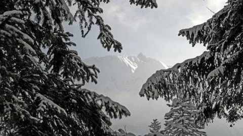 Snow covered winter trees in the foreground Stock Photos