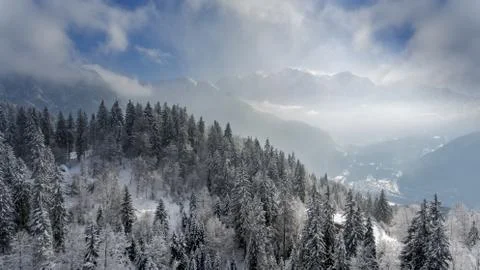Snow covered winter trees in the foreground Stock Photos