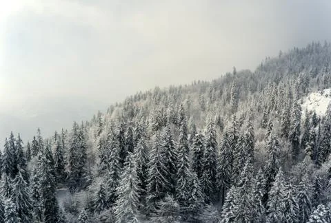 Snow covered winter trees Stock Photos