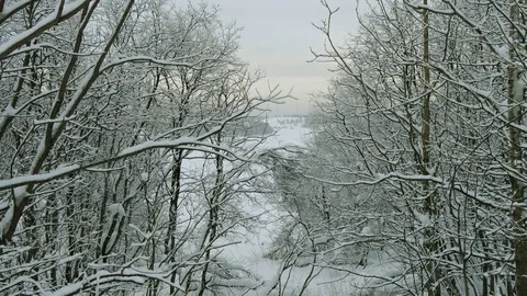 Snow-covered wood on a backdrop of lilac cloudy sky. Video stock 119393353