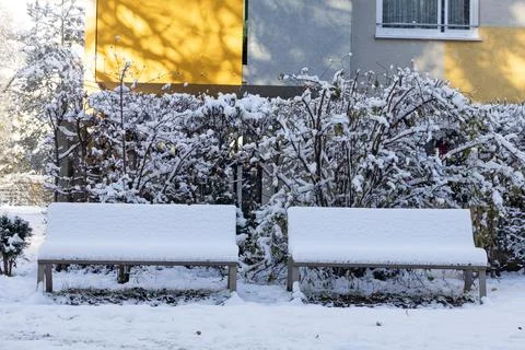 Snow-Covered Yard with Trees on Winter Day Photos