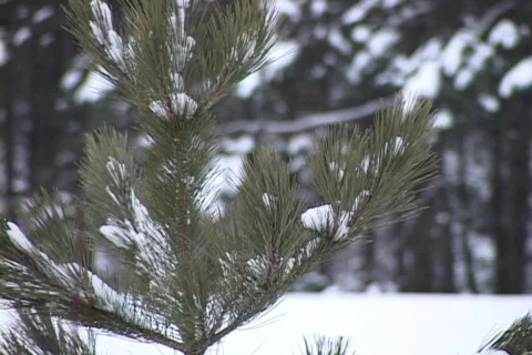 Snow-covered Young Pine Tree, Close-up Vídeo Stock 265310