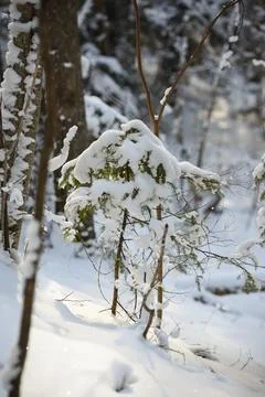 Snow Covered Young Pine Tree in Sunlit Winter Forest Stock Photos