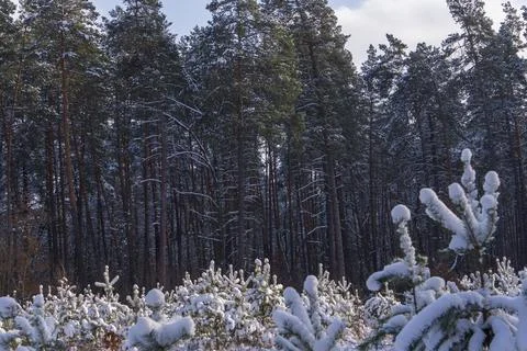 Snow-covered young pine trees on a forest background Stock Photos