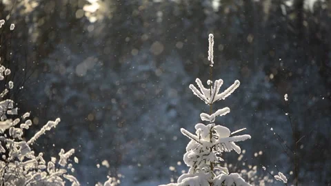 Snow covered young spruce tree, snow and ice crystals swirling in the air Stock Footage 148508269