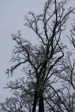 Snow covering bare branches of tree against cloudy sky Stock Photos