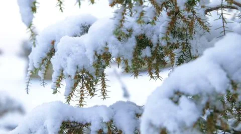 Snow covering the branches of a cedar (Cedrus) on a cold winter day. Close up Stock Photos