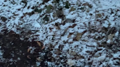 Snow covering leaves with slow continuous fall Vídeos de archivo 150882385