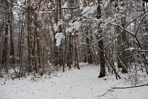 Snow covering path through forest in winter Stock Photos