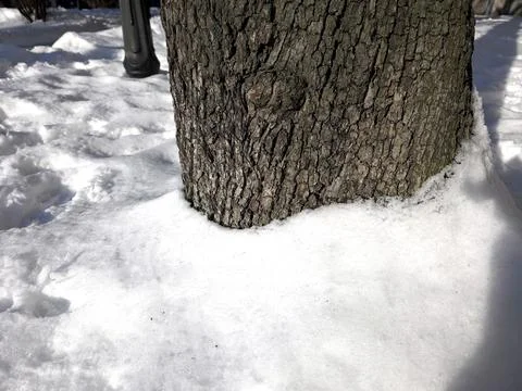 Snow Covering Tree Bark Creates a Contrast Between Winter Textures in a Qui.. Stock Photos