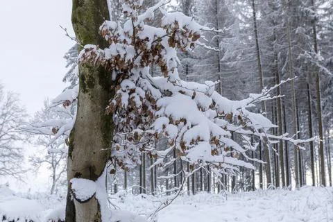 The snow covers the beech branches Stock Photos