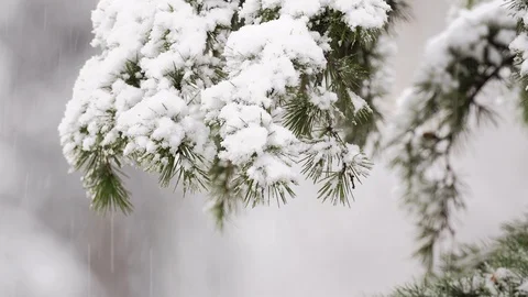 Snow covers the branches of а pine tree Stock Footage 120783539