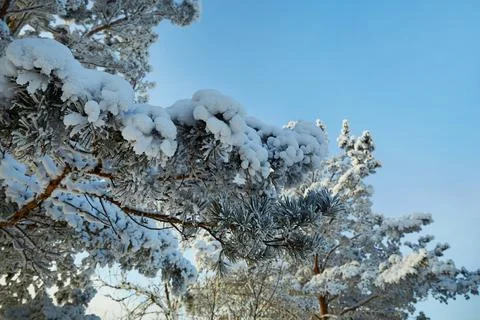 Snow covers the branches of a pine tree against a clear blue sky. Stock Photos