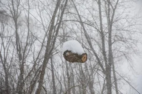Snow covers a cut log that has grown around an overhead power line Stock Photos