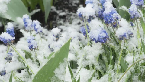 Snow covers the flowers in the garden Stock Footage 214435989