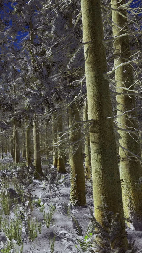 Snow covers the forest floor while trees stand tall in the winter sun Stock Footage 334249977