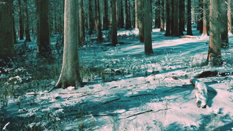 Snow covers forest ground with tall trees under clear blue sky Stock Footage 339862987