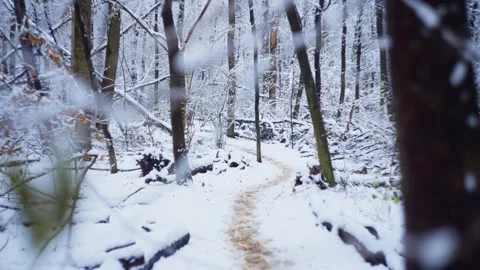 Snow covers the forest like a white canvas, where branch tells about holidays. Stock Footage 296403917