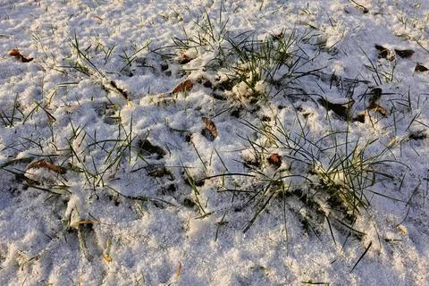 Snow covers grass and fallen leaves in quiet winter landscape during early Stock Photos