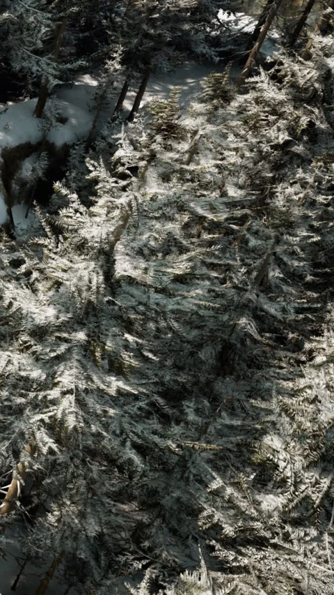 Snow covers green pine trees in a forest during winter season in daylight Stock Footage 340256629
