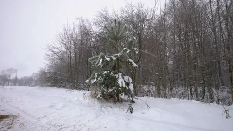 Snow covers a green tree standing alone beside a snowy path in a wooded area Stock Footage 330641262