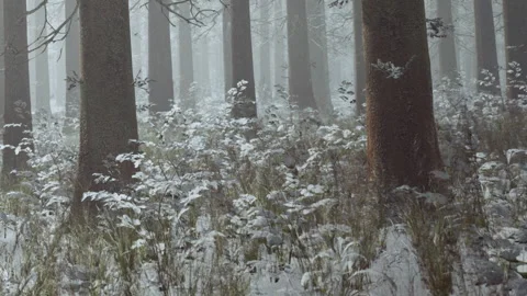 Snow covers the ground and plants in a quiet forest during winter Stock Footage 340990003