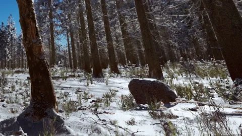 Snow covers the ground in a quiet forest with tall trees and a clear sky Stock Footage 340610721