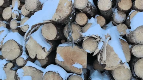 Snow covers logs marked with orange paint stacked in a winter forest near a logg Stock Footage 327071664