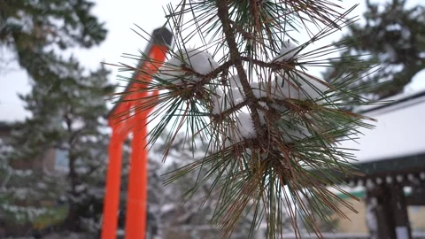 Snow covers pine needles Close-up shot in Hakodate Gokoku Shrine Hakodate Japan 動画素材 325632091