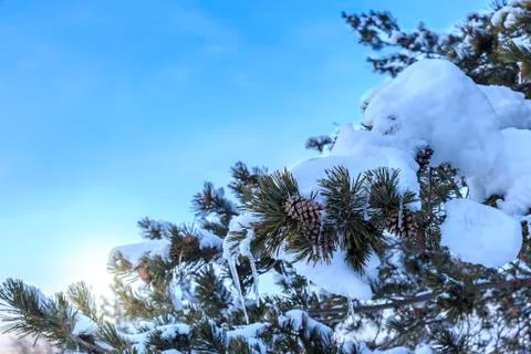 Snow covers pine tree branches with pine cones with sun light Stock Photos