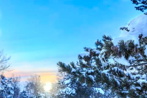 Snow covers pine tree branches with pine cones with sun light during sunset Stock Photos
