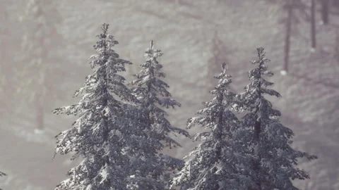Snow covers pine trees in a forest during a winter day Stock Footage 340232978