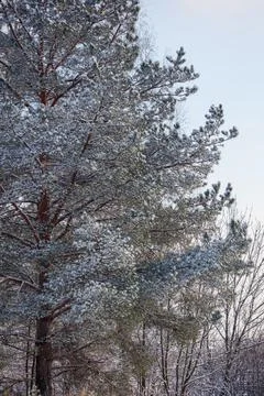 Snow covers tall pine trees in quiet forest Stock Photos