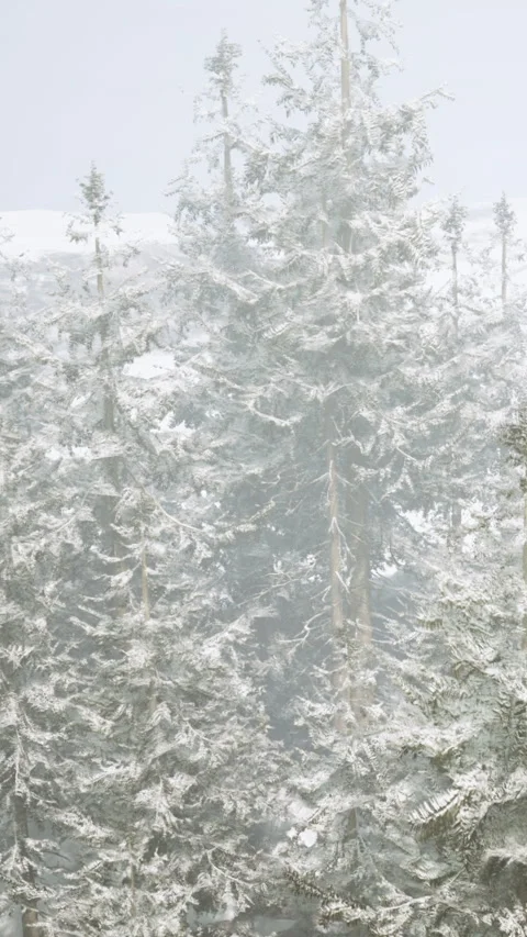 Snow covers tall trees in a forest during winter months in a cold region Stock Footage 335688141