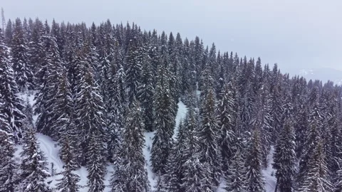 Snow covers tall trees in a forest during winter, showing a landscape of pine Stock Footage 336637942